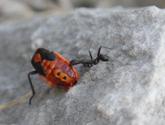 Ant carrying dead beetle