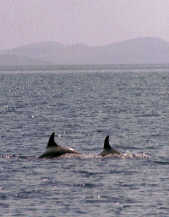 dolphin pair