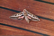 Striped hawkmoth (I think). Came with us from one port to the next.